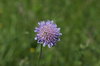 Thistle and bee