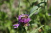 Thistle and bee