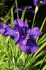 Iris