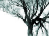 underwater tree