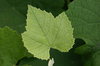 Vine leaf