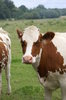 Cows