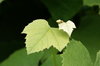 Vine leaf