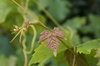 Vine leaf