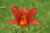 Red lily
