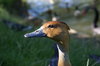 Duck in Paris