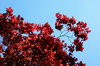 Red leaves