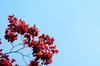 Red leaves