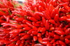 Pepper and vegetables 1