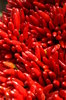 Pepper and vegetables 2