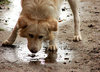 thirst