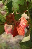 Grape leaf