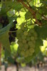 Grape from Portugal