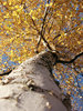 autumn perspective