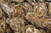 Oysters
