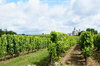 Vineyard in Bordeaux
