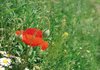 poppy 3