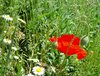 poppy 4