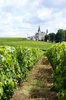 Vineyard in Bordeaux