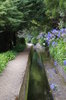 Canal Levadas in Madeira 2