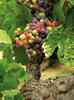 grape