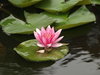 lily