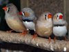 birds