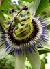 strange flower