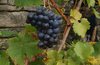 wine grapes