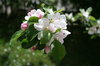 Spring flowers