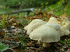 Mushroom attack