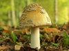 Mushroom