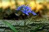 Blue spring flower