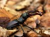 Lucanus cervus