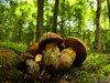 Mushrooms