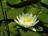 Wather Lily
