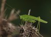 Grasshopper