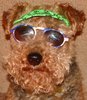 Cool Doggie