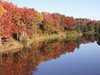 Fall Colors