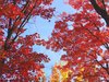 Fall Colors 1