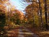 Fall colors