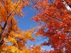 Fall colors 2