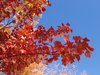 Fall leaves