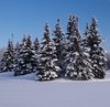 snow covered trees 2