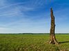 Death tree