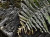 Forrest detail