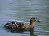 Wild duck