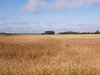 rolling fields 1