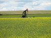canola fields
