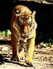 Big Cat Series 1